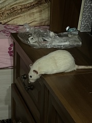 Rattus norvegicus domestica