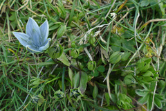 Lomatogonium carinthiacum