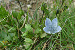 Lomatogonium carinthiacum