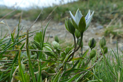 Lomatogonium carinthiacum