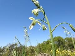 Albuca canadensis