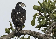 Aquila spilogaster