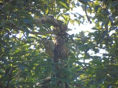 Dryobates spilogaster