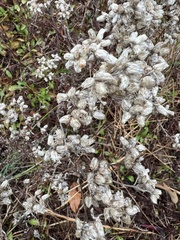 Pseudognaphalium obtusifolium