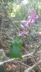 Odontonema callistachyum