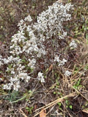 Pseudognaphalium obtusifolium