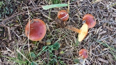 Flammulina ononidis