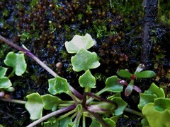 Viola sieberiana