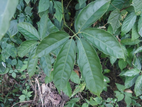 Tetrastigma leucostaphylum observed 2022-12-09