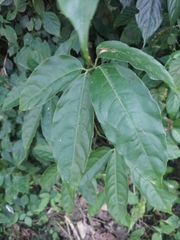 Tetrastigma leucostaphylum