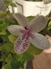 Pseuderanthemum carruthersii