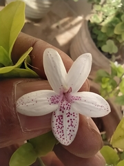 Pseuderanthemum carruthersii