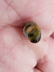 Theodoxus fluviatilis