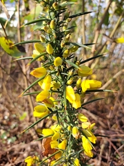 Ulex europaeus