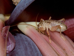 Stictogryllacris punctata