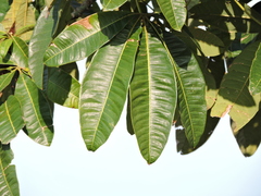 Pachira glabra