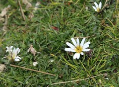 Hypochaeris sessiliflora