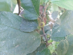 Ficus cyrtophylla