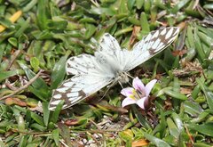 Tatochila