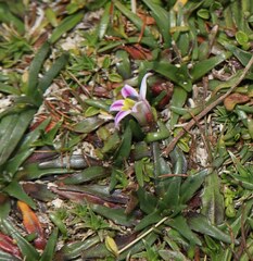 Lobelia oligophylla