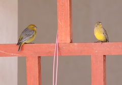 Sicalis uropygialis