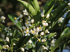 Solanum pseudoquina