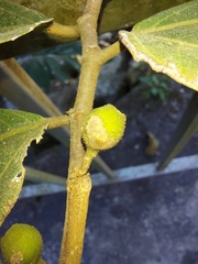 Ficus cyrtophylla