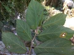 Ficus cyrtophylla