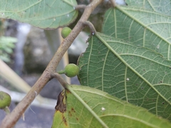 Ficus cyrtophylla