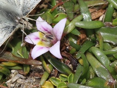 Lobelia oligophylla