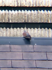 Columba guinea phaeonota
