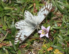 Tatochila
