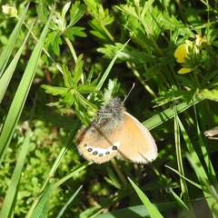 Coenonympha gardetta