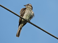 Empidonomus varius