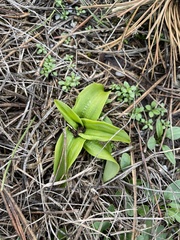 Himantoglossum robertianum