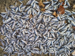 Cyprinus carpio