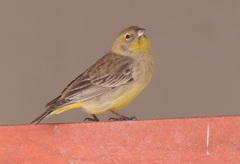 Sicalis uropygialis