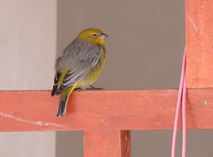 Sicalis uropygialis