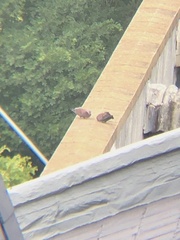 Columba guinea phaeonota