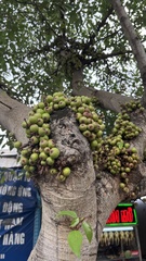Ficus racemosa