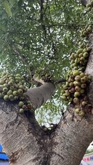 Ficus racemosa