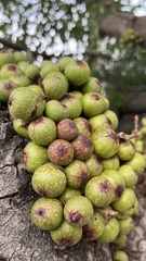 Ficus racemosa