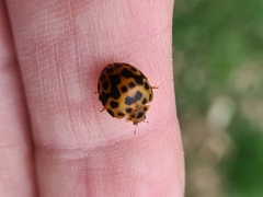 Henosepilachna vigintisexpunctata