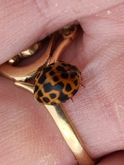 Henosepilachna vigintisexpunctata