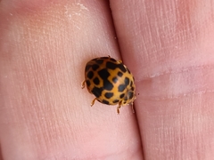 Henosepilachna vigintisexpunctata