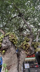 Ficus racemosa