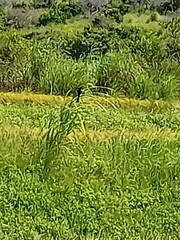 Dicrurus macrocercus