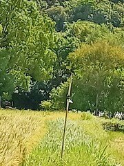 Dicrurus macrocercus