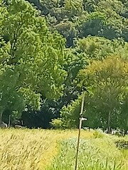 Dicrurus macrocercus