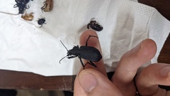 Calosoma planicolle